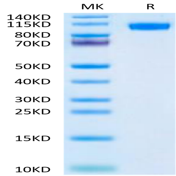 Mouse NCAM-1/CD56 Protein (CAM-MM156)