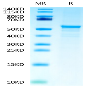 Human CKAP4 Protein (CAP-HE1P4)