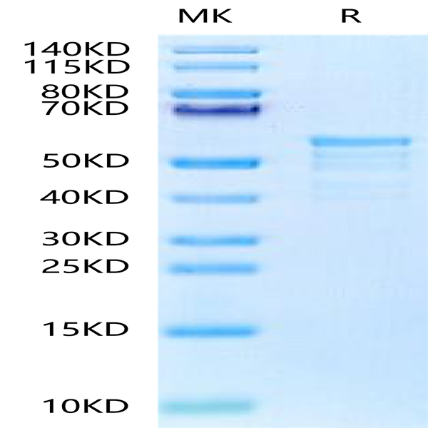 Biotinylated Human CKAP4 Protein (Primary Amine Labeling) (CAP-HE1P4B)