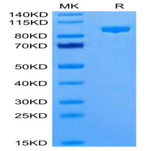 Cynomolgus Complement Component C2 Protein (CC2-CM101)