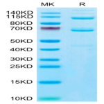 Human Complement component 3 Protein (CC3-HM101)