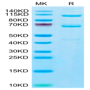 Human Complement component 3 Protein (CC3-HM101)
