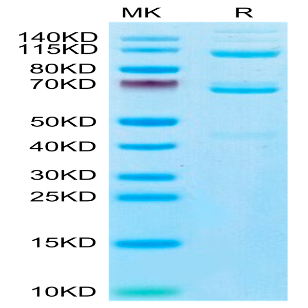 Human Complement component 3 Protein (CC3-HM101)