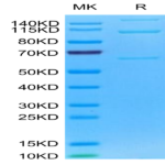 Mouse Complement component 3 Protein (CC3-MM101)