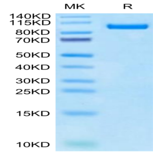 Cynomolgus PTK7/CCK4 Protein (CCK-CM104)