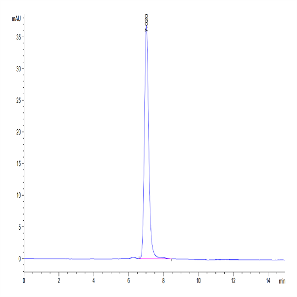 Human PTK7/CCK4 Protein (CCK-HM104) Human PTK7/CCK4 Protein (CCK-HM104)
