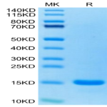 Human CCL7/MCP3 Protein (CCL-HE007)