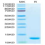 Biotinylated Human CCL5 Protein (CCL-HE405B)
