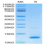 Mouse CCL8 Protein (CCL-ME108)