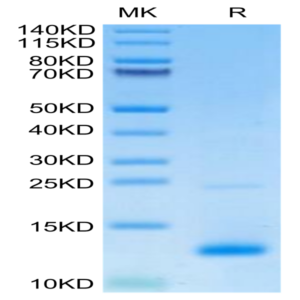 Mouse CCL8 Protein (CCL-ME108)