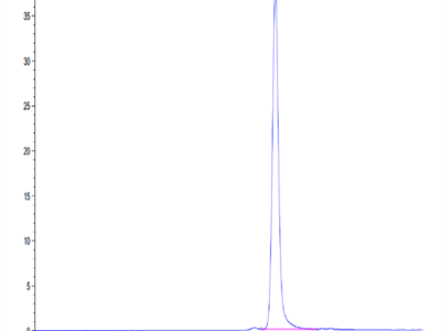Mouse CCL24 Protein (CCL-MM224)