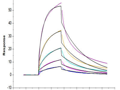 Cynomolgus CCR8 Protein (CCR-CM308)