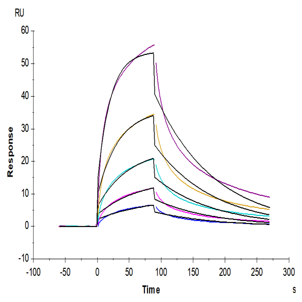 Cynomolgus CCR8 Protein (CCR-CM308) Cynomolgus CCR8 Protein (CCR-CM308)