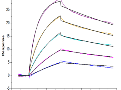 Biotinylated Human CCR2b Protein-VLP (CCR-HM02BB)