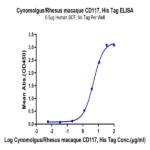Cynomolgus/Rhesus macaque CD117 Protein (CD1-CM117)