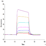 Cynomolgus IL-2 R beta/CD122 Protein (CD1-CM122)
