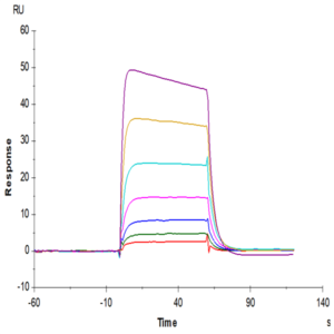 Cynomolgus IL-2 R beta/CD122 Protein (CD1-CM122)