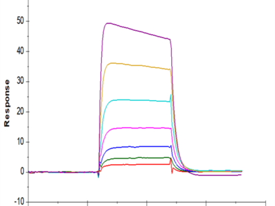 Cynomolgus IL-2 R beta/CD122 Protein (CD1-CM122)