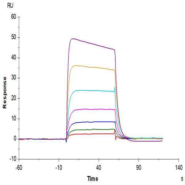 Cynomolgus IL-2 R beta/CD122 Protein (CD1-CM122)