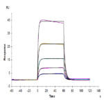 Biotinylated Cynomolgus IL-2 R beta/CD122 Protein (Primary Amine Labeling) (CD1-CM122B)