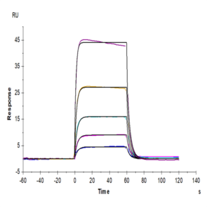 Biotinylated Cynomolgus IL-2 R beta/CD122 Protein (Primary Amine Labeling) (CD1-CM122B)