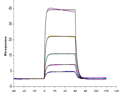 Biotinylated Cynomolgus IL-2 R beta/CD122 Protein (Primary Amine Labeling) (CD1-CM122B)