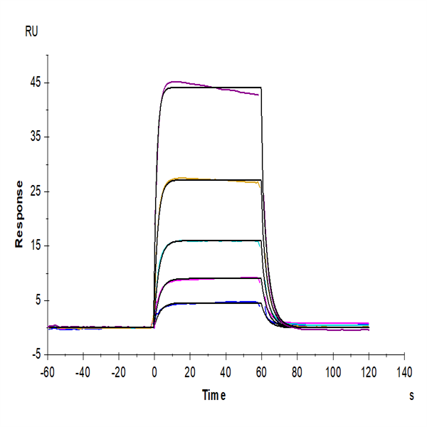 Biotinylated Cynomolgus IL-2 R beta/CD122 Protein (Primary Amine Labeling) (CD1-CM122B) Biotinylated Cynomolgus IL-2 R beta/CD122 Protein (Primary Amine Labeling) (CD1-CM122B)