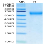 Biotinylated Cynomolgus IL-2 R gamma/CD132 Protein (Primary Amine Labeling) (CD1-CM132B)