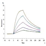 Human IL-2 R beta/CD122 Protein (CD1-HM222)