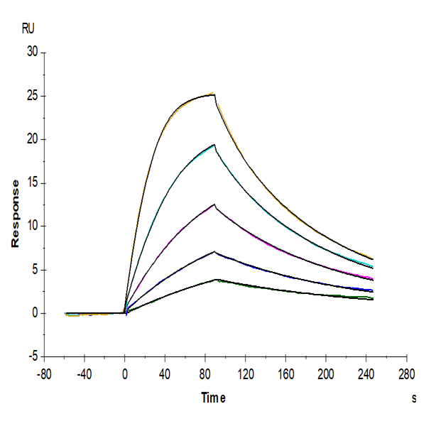 Human IL-2 R beta/CD122 Protein (CD1-HM222) Human IL-2 R beta/CD122 Protein (CD1-HM222)