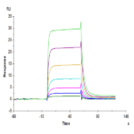 Human IL-2 R beta/CD122 Protein (CD1-HM222)