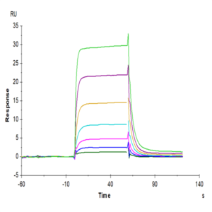 Human IL-2 R beta/CD122 Protein (CD1-HM222)