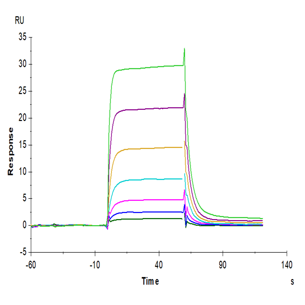 Human IL-2 R beta/CD122 Protein (CD1-HM222)