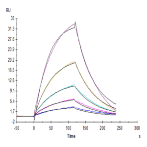 Human CD155/PVR Protein (CD1-HM255)
