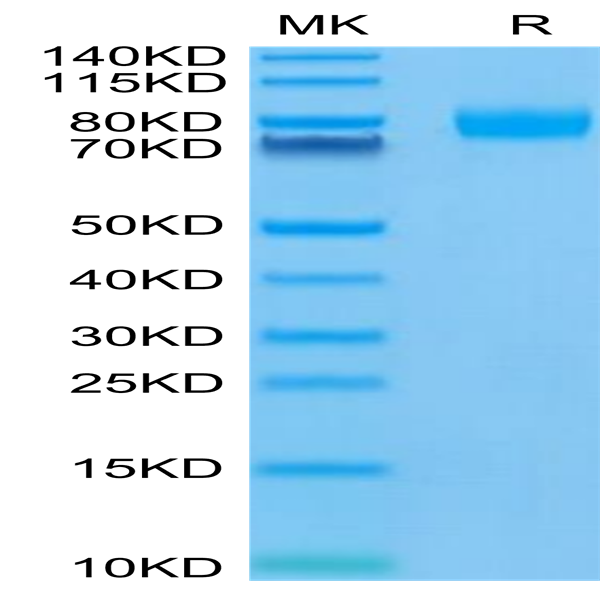 Human CD155/PVR Protein (CD1-HM255)