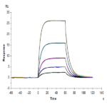 Human IL-2 R beta/CD122 Protein (CD1-HM422)