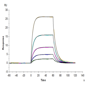 Human IL-2 R beta/CD122 Protein (CD1-HM422)