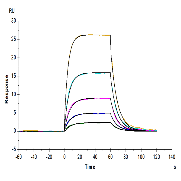 Human IL-2 R beta/CD122 Protein (CD1-HM422) Human IL-2 R beta/CD122 Protein (CD1-HM422)