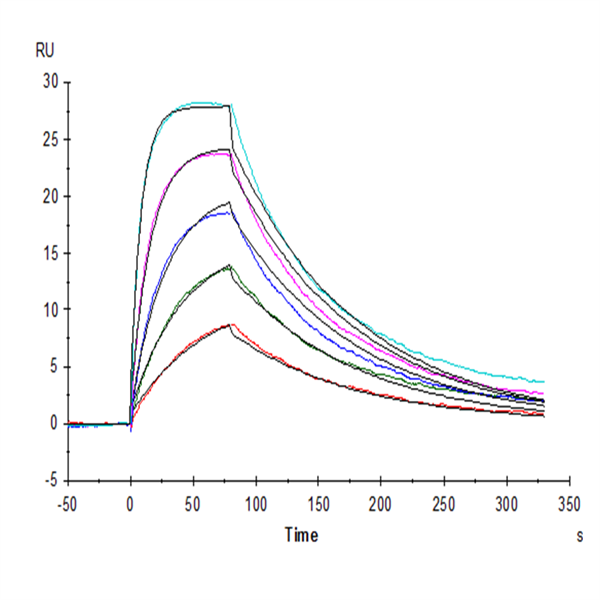 Human IL-2 R beta/CD122 Protein (CD1-HM422)