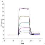 Biotinylated Human IL-2 R beta/CD122 Protein (CD1-HM422B)