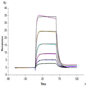 Biotinylated Human IL-2 R beta/CD122 Protein (CD1-HM422B)