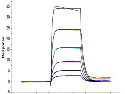 Biotinylated Human IL-2 R beta/CD122 Protein (CD1-HM422B)