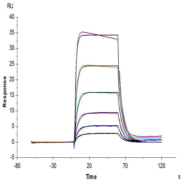 Biotinylated Human IL-2 R beta/CD122 Protein (CD1-HM422B) Biotinylated Human IL-2 R beta/CD122 Protein (CD1-HM422B)