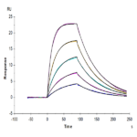 Biotinylated Human IL-2 R beta/CD122 Protein (CD1-HM422B)