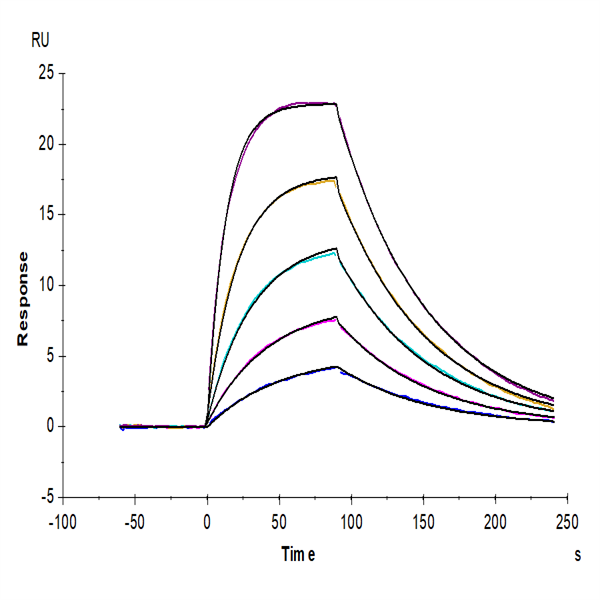 Biotinylated Human IL-2 R beta/CD122 Protein (CD1-HM422B)