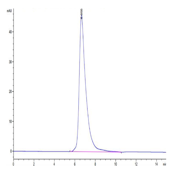Human IL-2 R gamma/CD132 Protein (CD1-HM432) Human IL-2 R gamma/CD132 Protein (CD1-HM432)