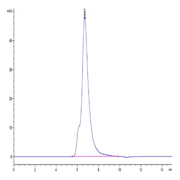 Biotinylated Human IL-2 R gamma/CD132 Protein (CD1-HM432B) Biotinylated Human IL-2 R gamma/CD132 Protein (CD1-HM432B)