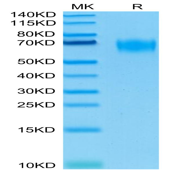Biotinylated Human CD155/PVR Protein (CD1-HM455B)