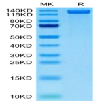 Biotinylated Human CD163 Protein (CD1-HM463B)