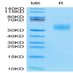 Mouse CD14 Protein (CD1-MM114)